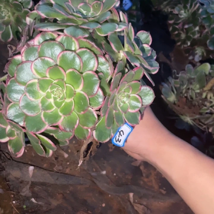 43，万紫千红绣球法师