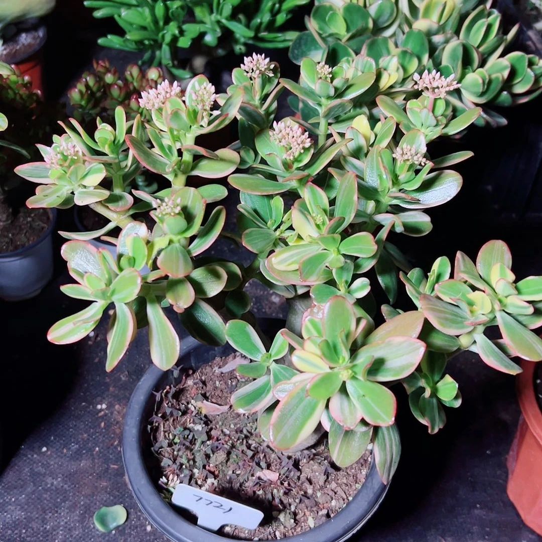 苹***果三色花月白锦脱土发货7721