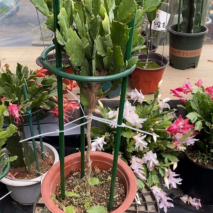 鬼*紫色砂轮叶仙嫁接蟹爪兰一物一拍