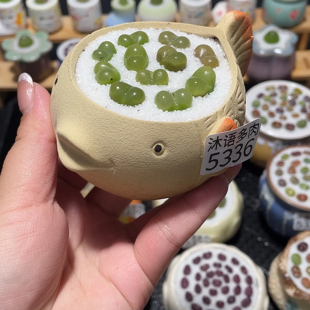 带盆土植物 一物一拍5336