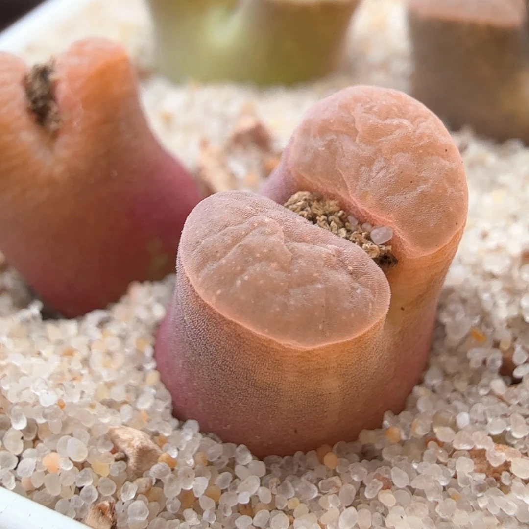 2.13.88/橘色荧光圈双头班克/多肉