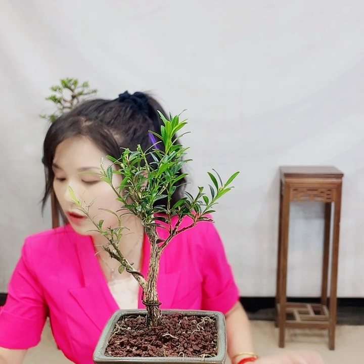 无花朵皱皮雀舌黄杨盆景