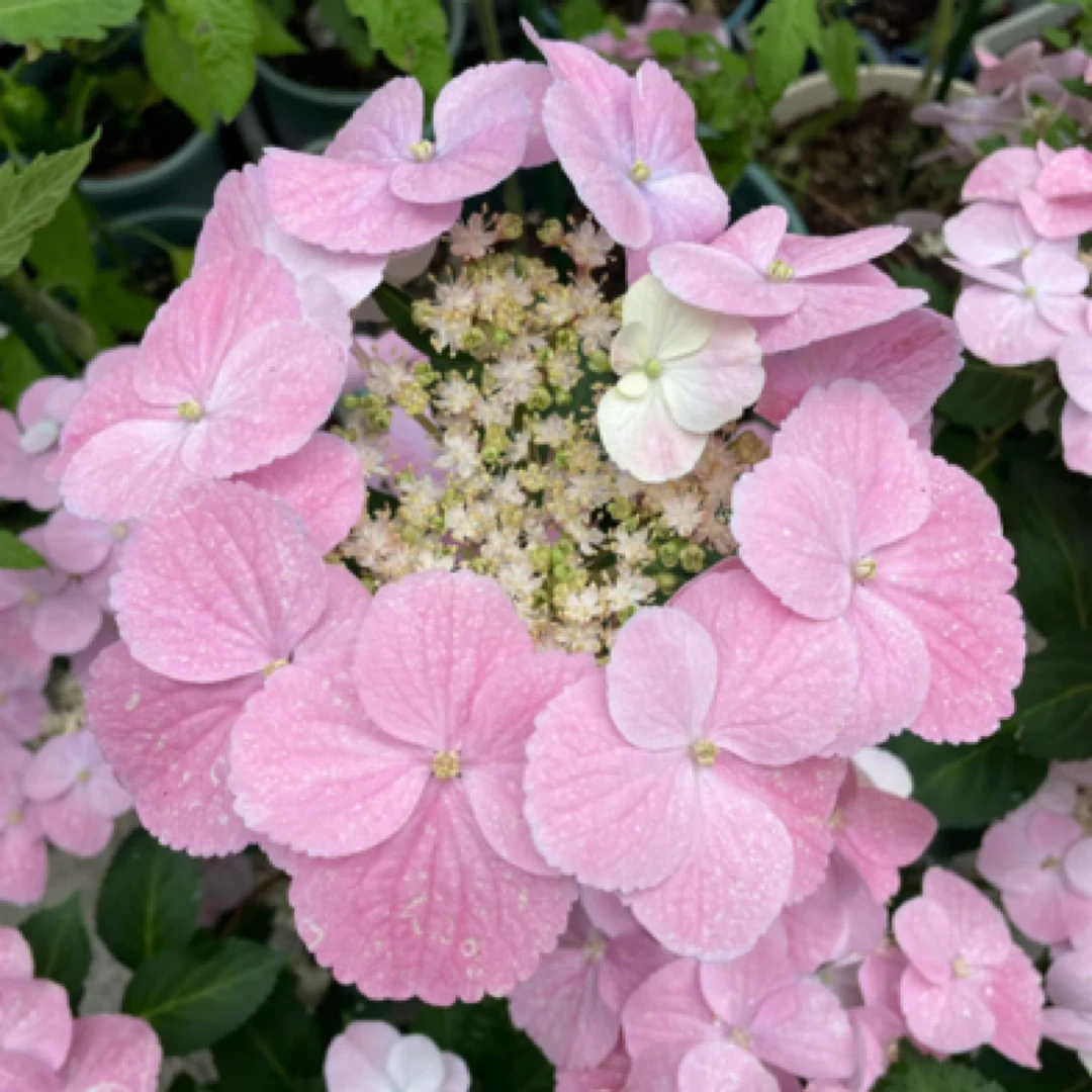 【落跑新娘】耐热耐晒 爬藤绣球 阳台花园庭院植物花卉 皮实好养