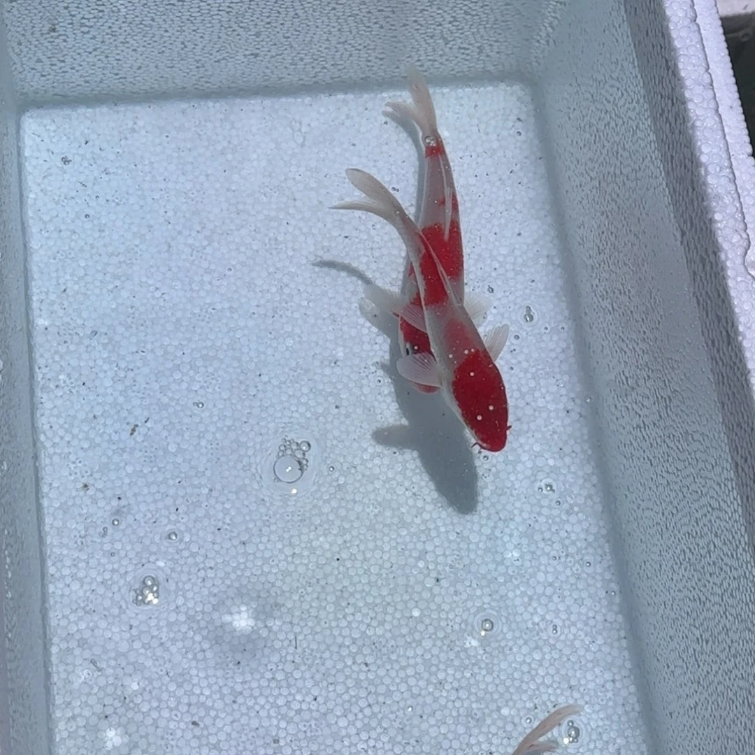 锦鲤锦鲤观赏鱼锦鲤
