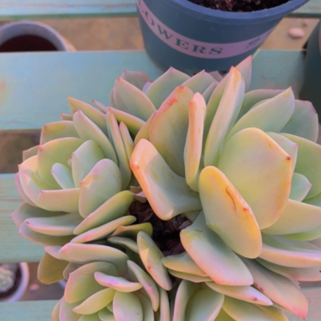 【闪购商品】白凤13229