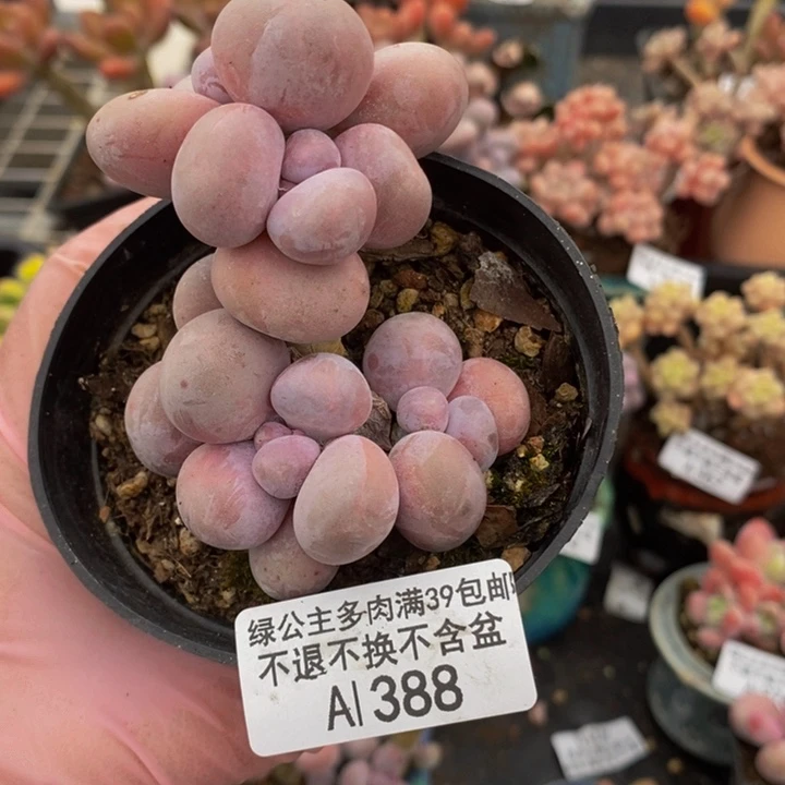 芭比奶洛6cm388多肉植物