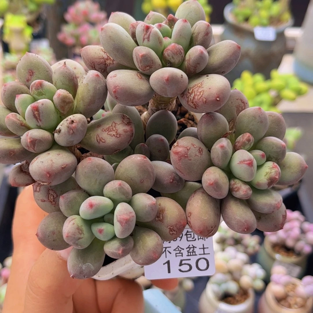 150 桃花仙子奶12厘米（无盆土