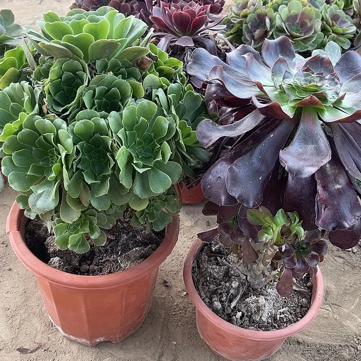 2棵玫瑰玫瑰玫瑰玫瑰