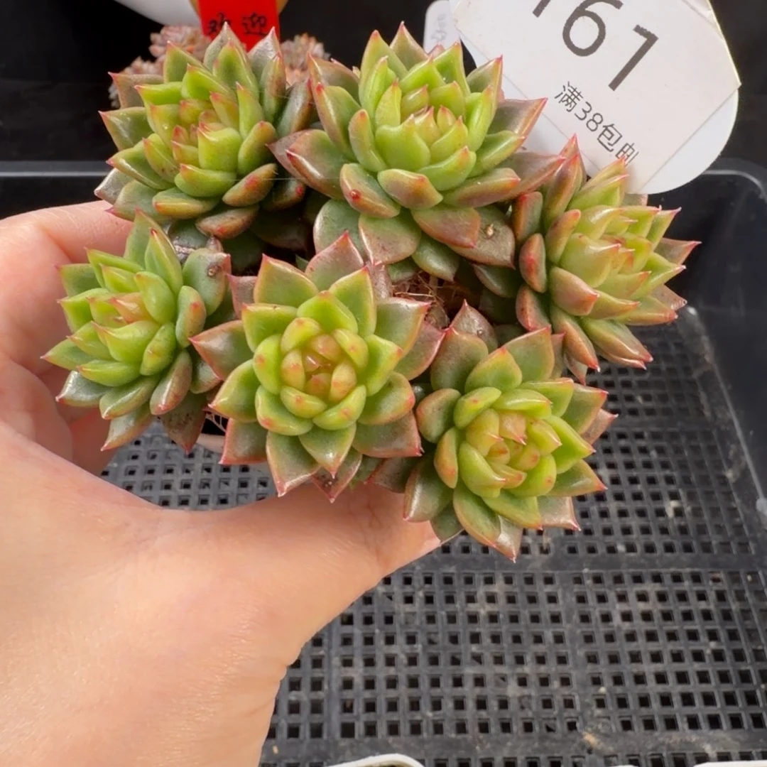 灯泡珍妮七头群161号