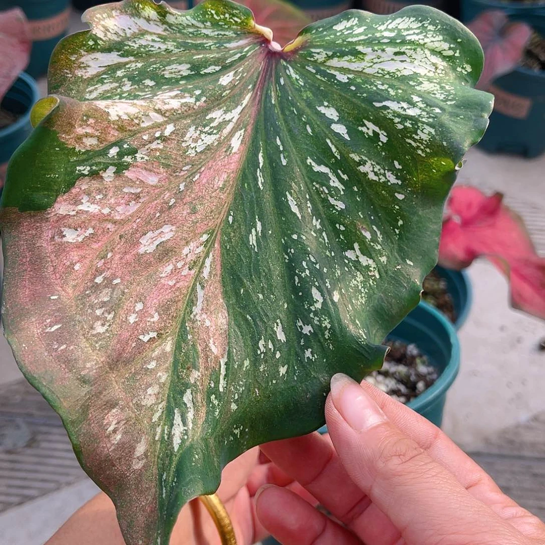 完全开放Y*p泰彩一物一拍985