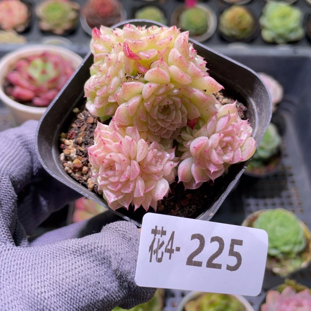 花利美4-225麦秆群