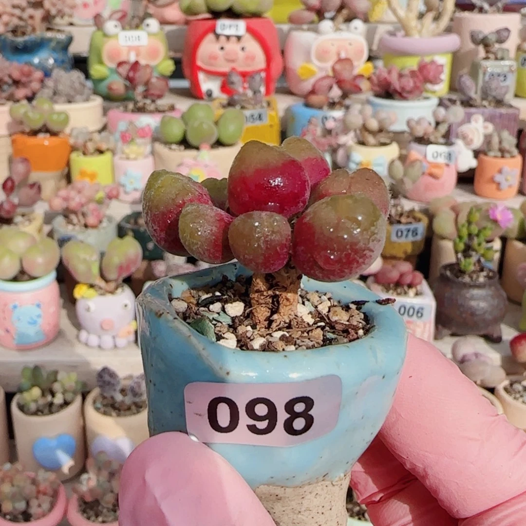 小树造型毛翠 盆口3cm