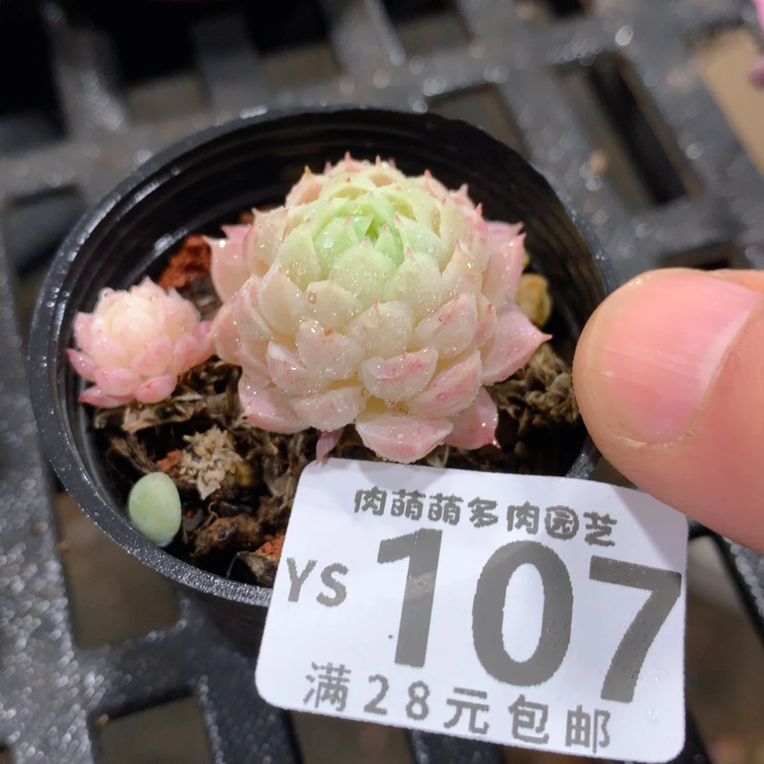 肉萌萌拇指盆精控多肉YS107