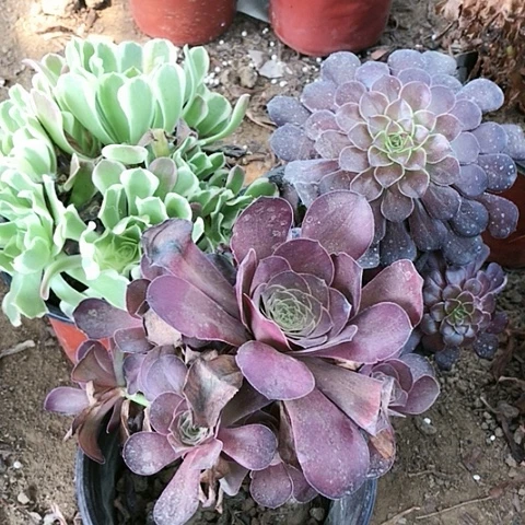 3棵玫瑰玫瑰玫瑰玫瑰