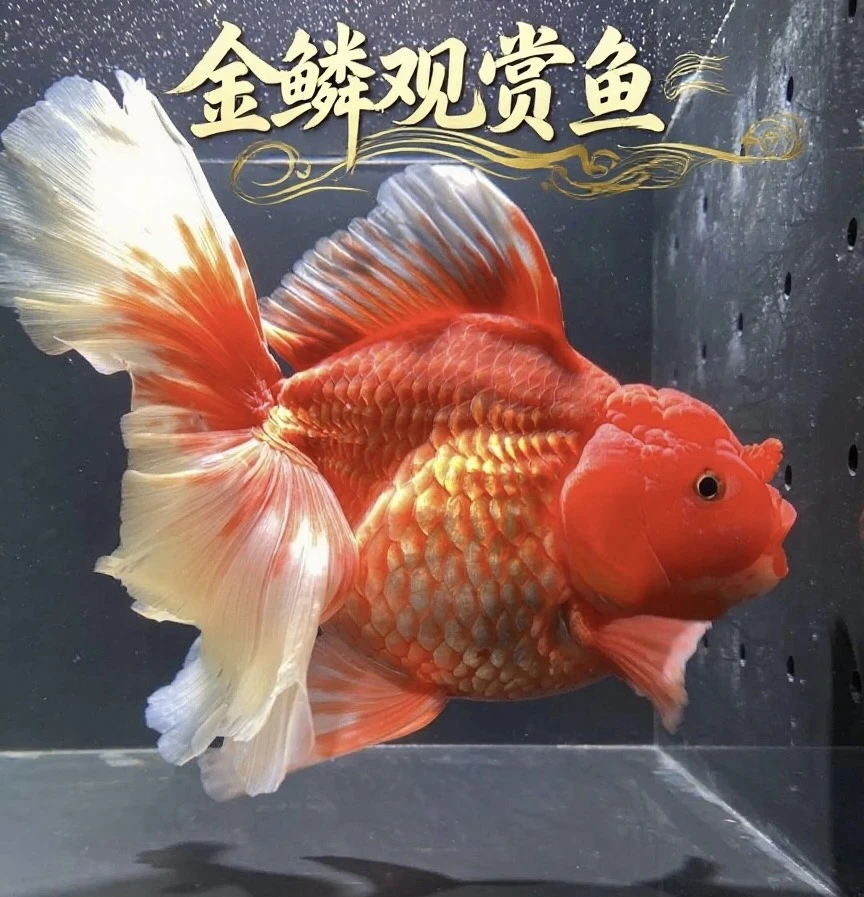 泰狮熊猫鱼苗三色黑白正品将军金鱼冷水进口观赏鱼好养耐活