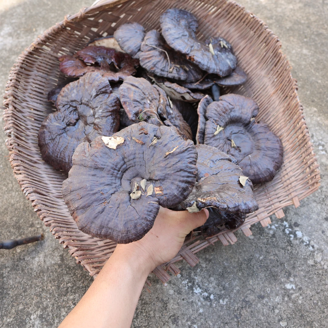 赤灵芝枫树紫灵芝整精选大朵250克包邮