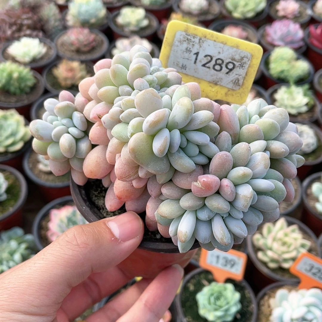 【闪购商品】1289号粉兔缀