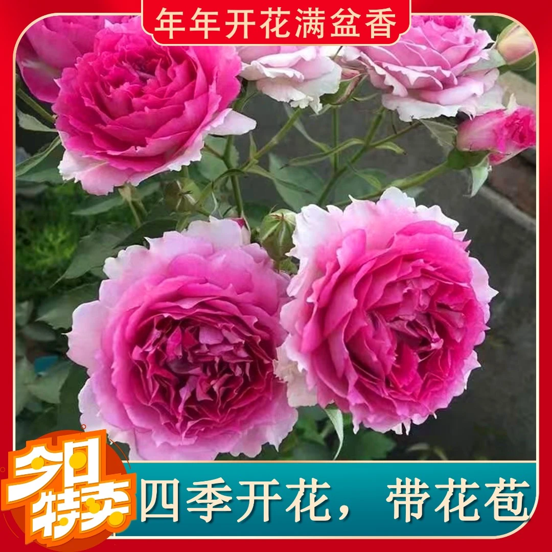 【天方夜谭】带花苞月季花盆栽四季开花花苗阳台院子玫瑰蔷薇