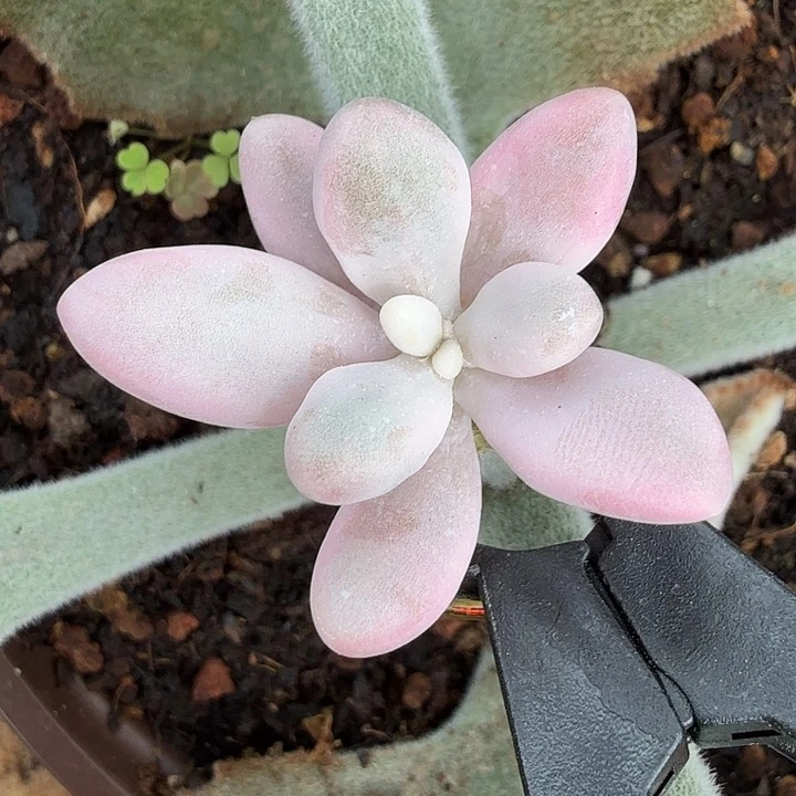 粉恋锦腹轮锦一颗