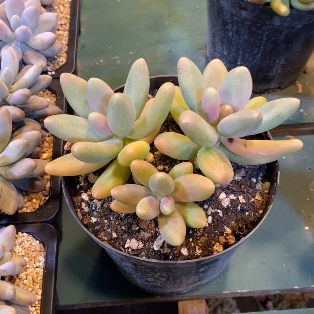 糖果美人，自然群，