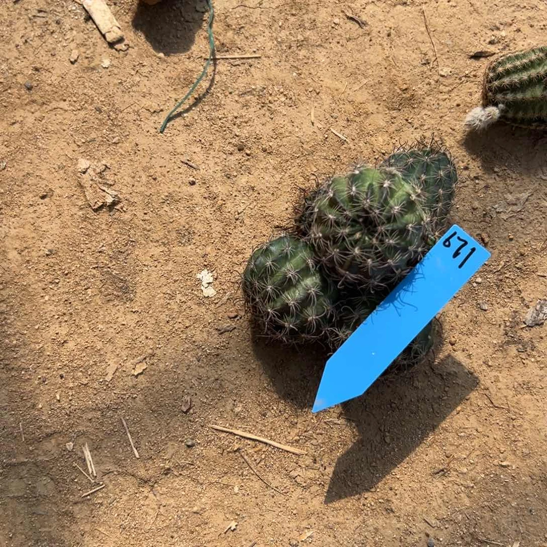 清**?丽花仙人球恶魔671