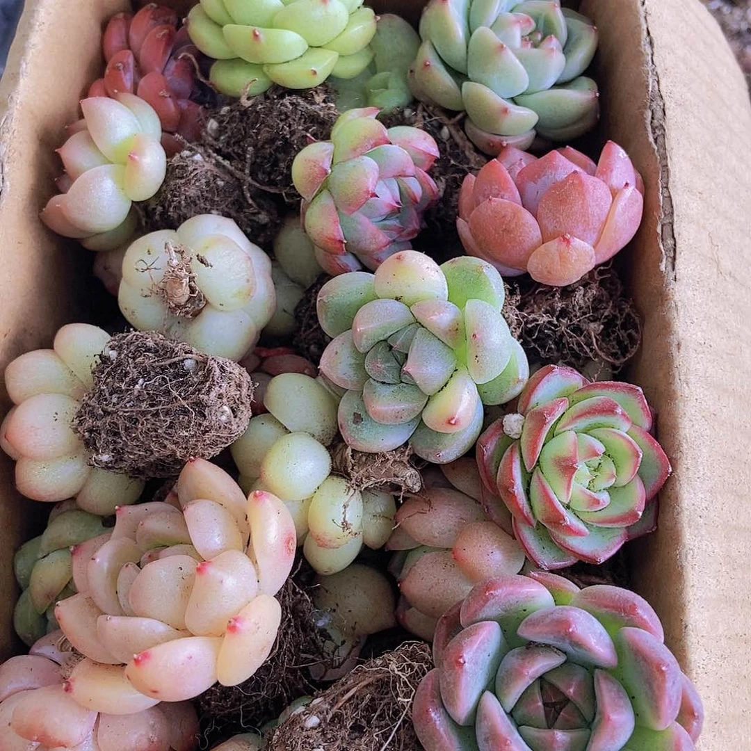 000000000001量拍保底20颗