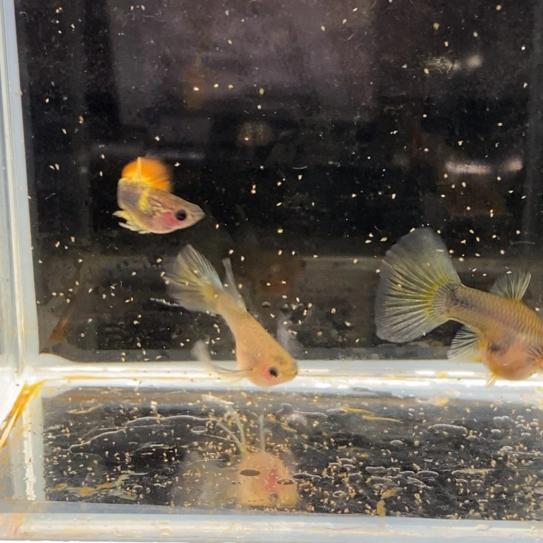 孔雀鱼礼服落日大c一对加普通体