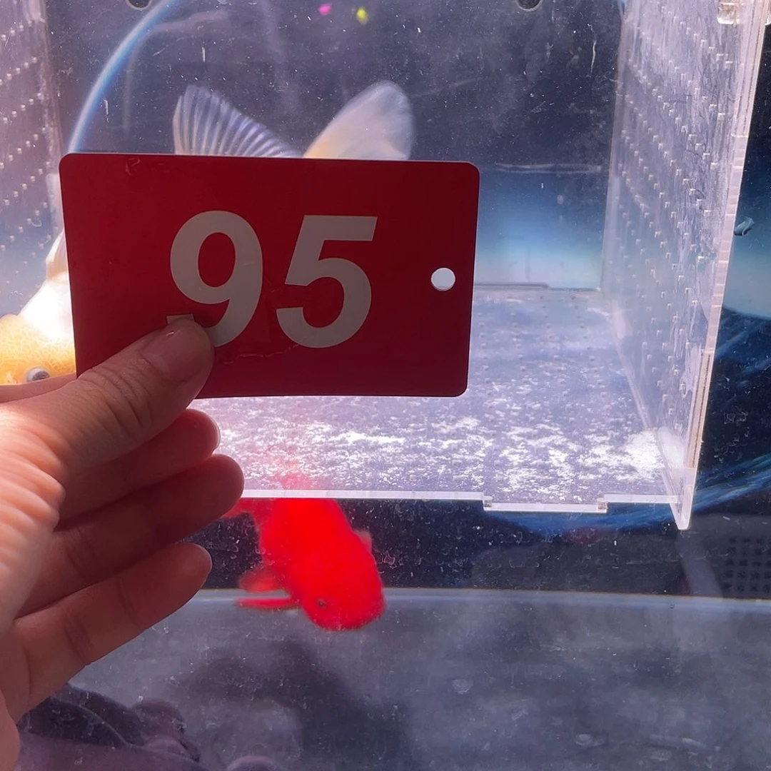 红嘴尖格鱼冷水鱼