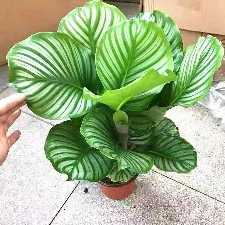 【青苹果竹芋】盆栽绿植花卉室内客厅好养四季常绿植物