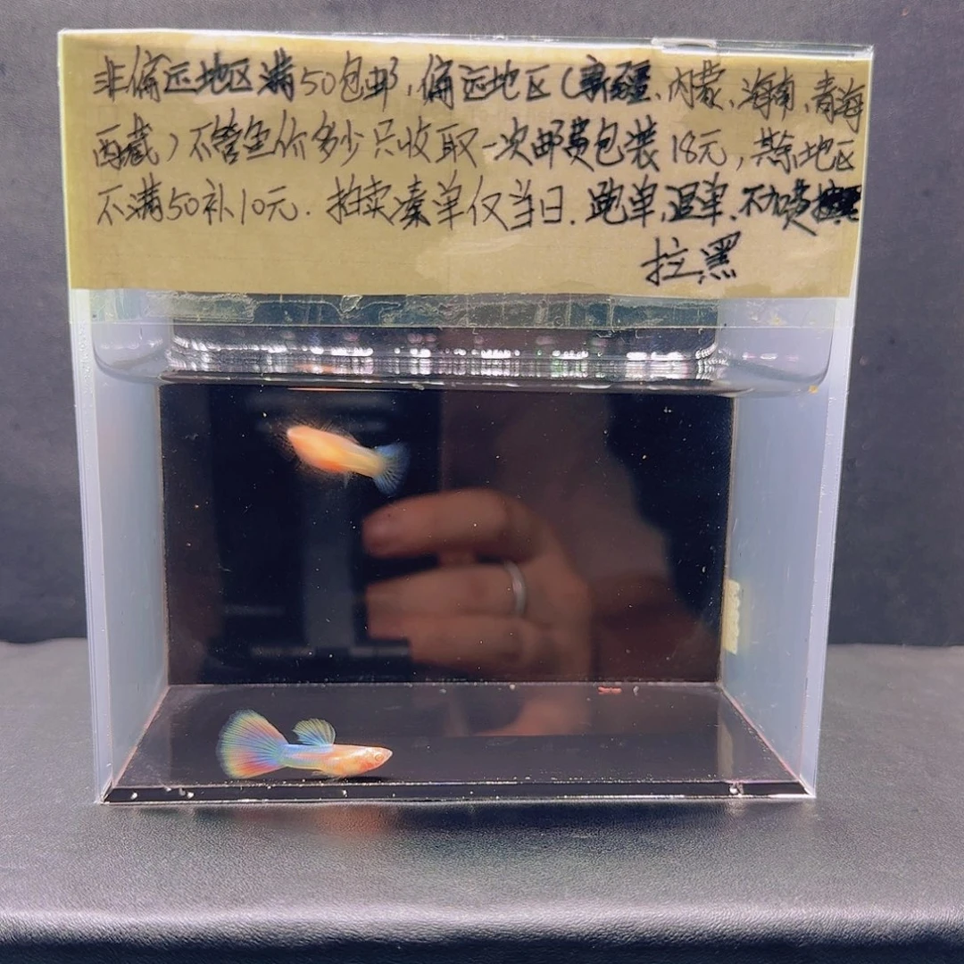 孔雀鱼天使彩虹一对