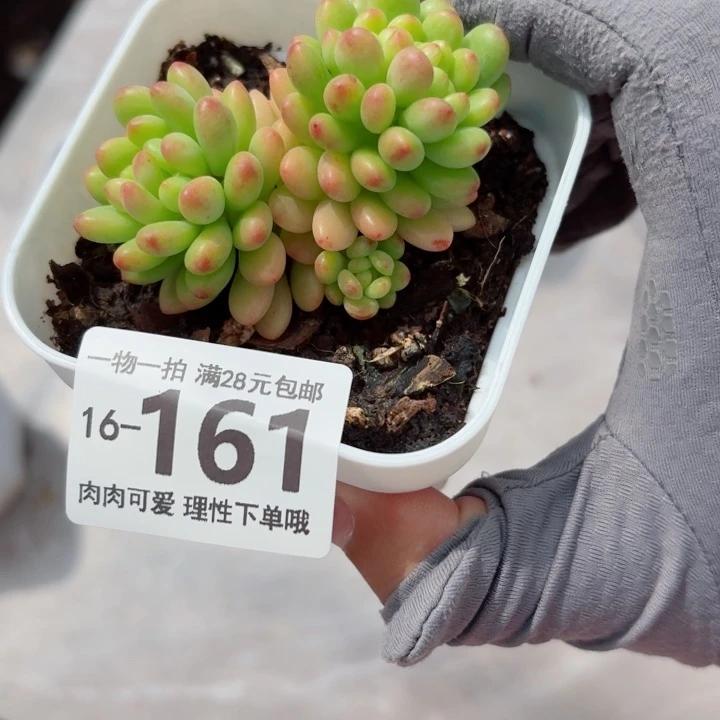 香格里拉缀化无盆土发货多