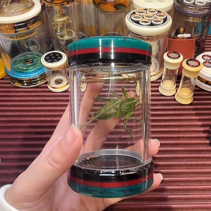 韩国绿三拼独眼蝈蝈罐