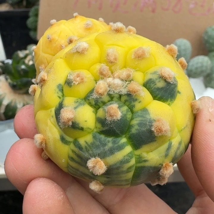 【闪购商品】无花朵龟甲兜锦散斑