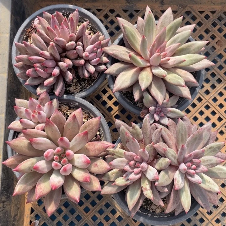 羽毛纹虞美人，3个双头➕1个三头