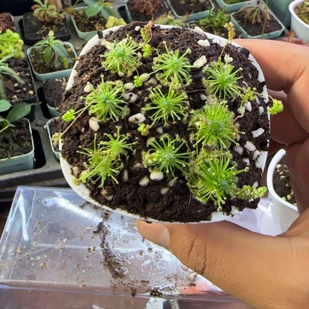 两***吗完全开放一物一拍茅膏菜