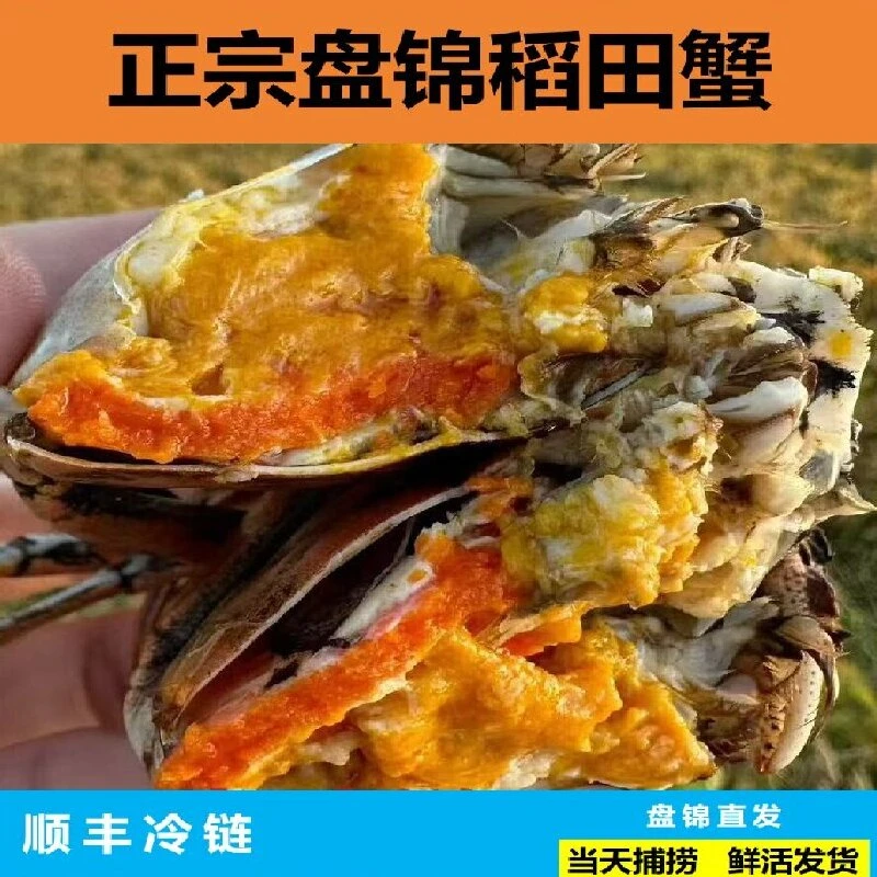 盘锦稻田蟹【母蟹1两~0.8两】【母蟹】【二斤/份】