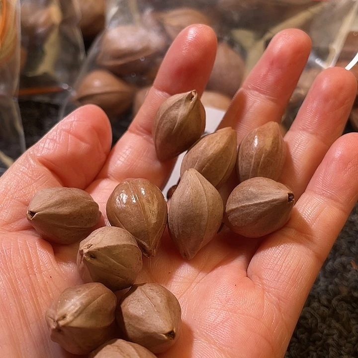 乆***丌橄榄核吊坠1.5✖️2.4