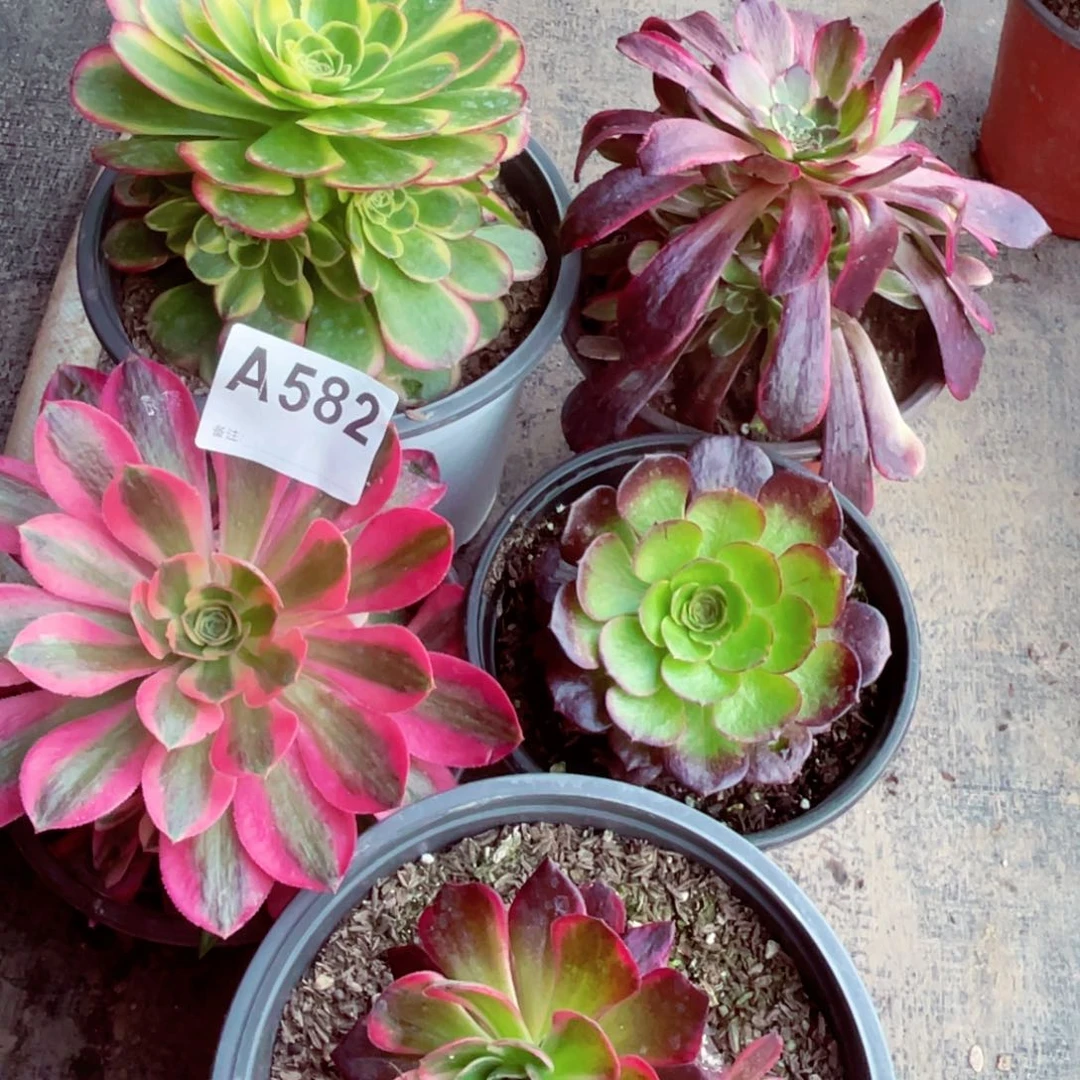 奶白 女巫582红金刚五颗出了多肉