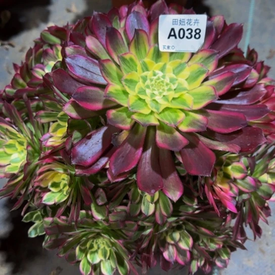 天河发师锦0388888888