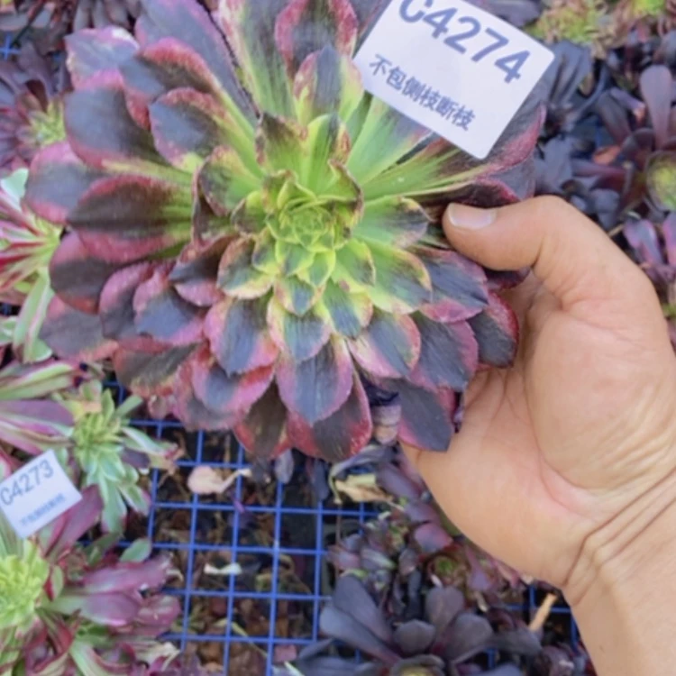 【闪购商品】4274魔鬼鱼多肉