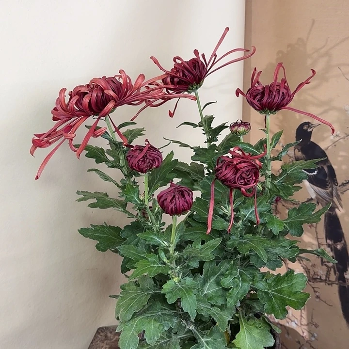 完全开放C4444444444