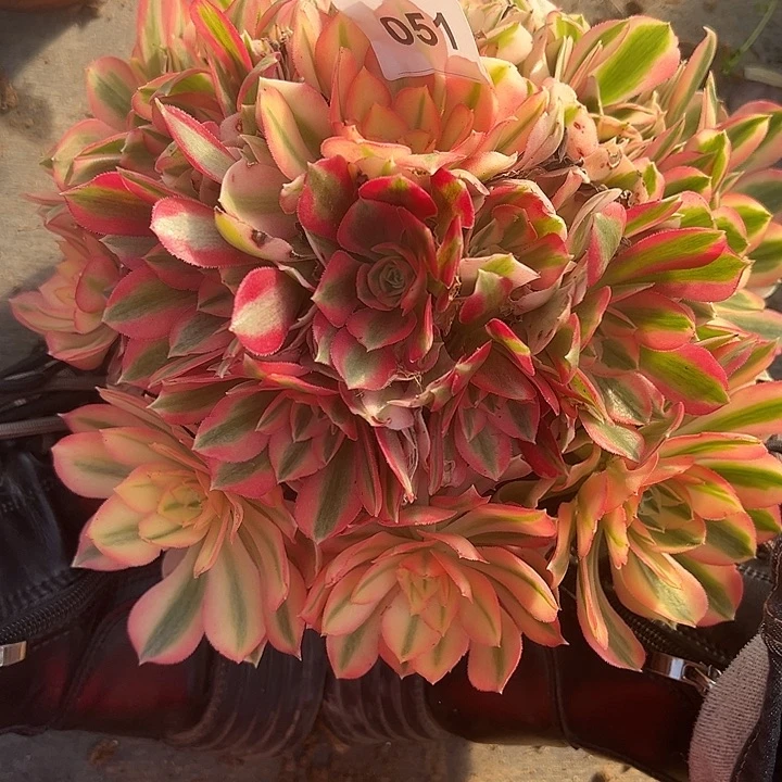 1.18-51女巫多肉植物