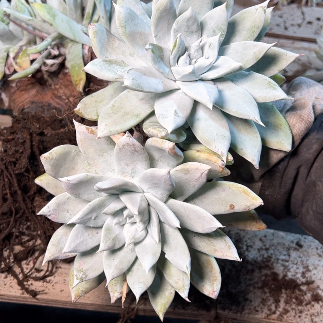 7408哈哈哈哈哈哈哈哈