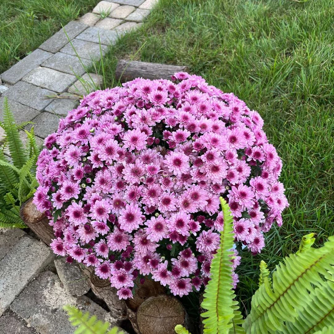 大盆千头球菊（草莓甜心）适合阳台地栽庭院易养护趣味美观