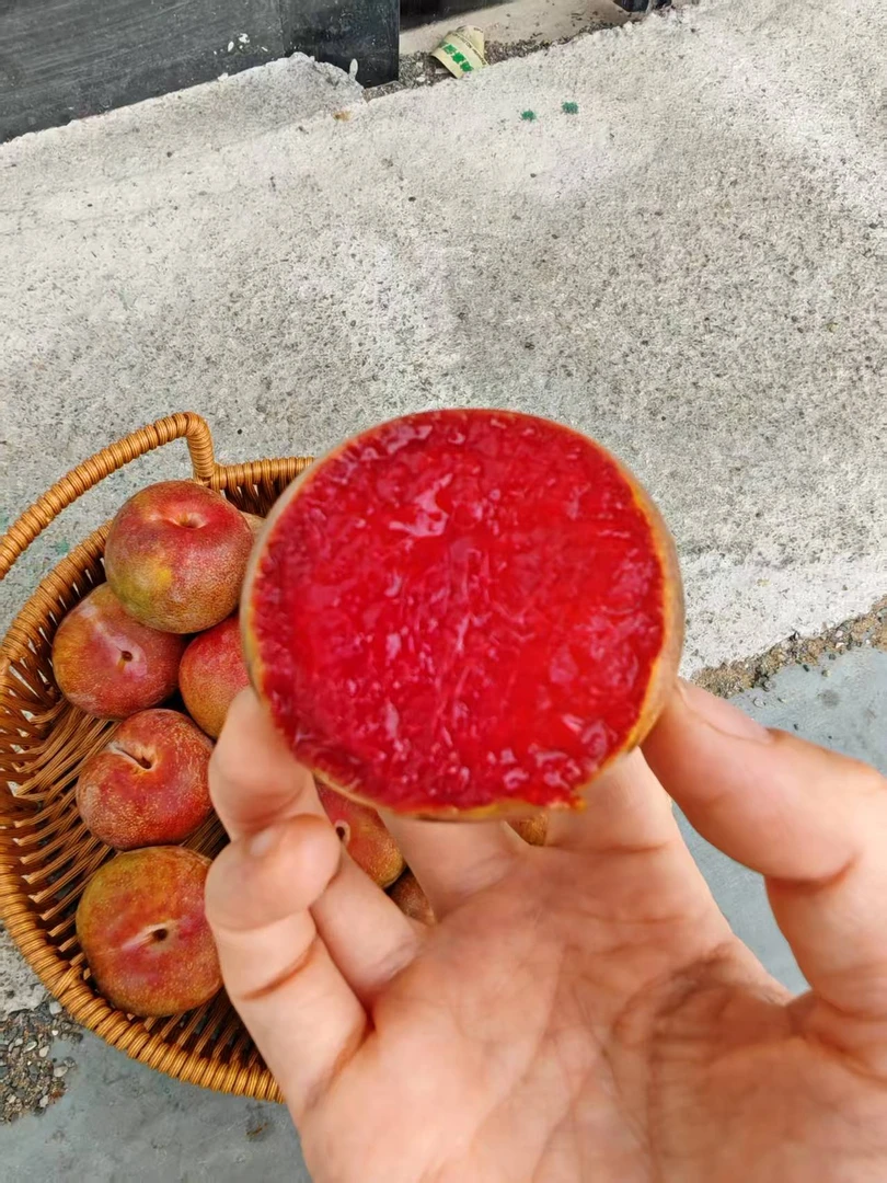 【"恐龙蛋"李子】果肉血红 口感脆甜 新鲜应季水果【顺丰到家】