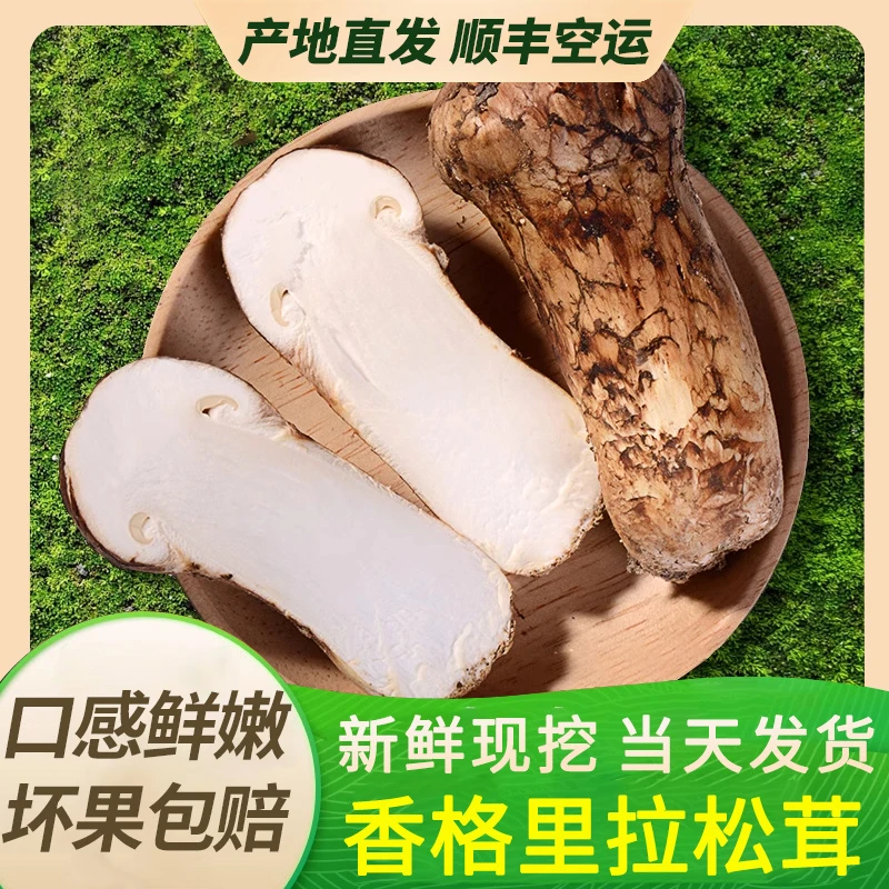 新鲜松茸现挖菌菇云南特产顺丰空运当季新货食材食用菌不开伞菌子