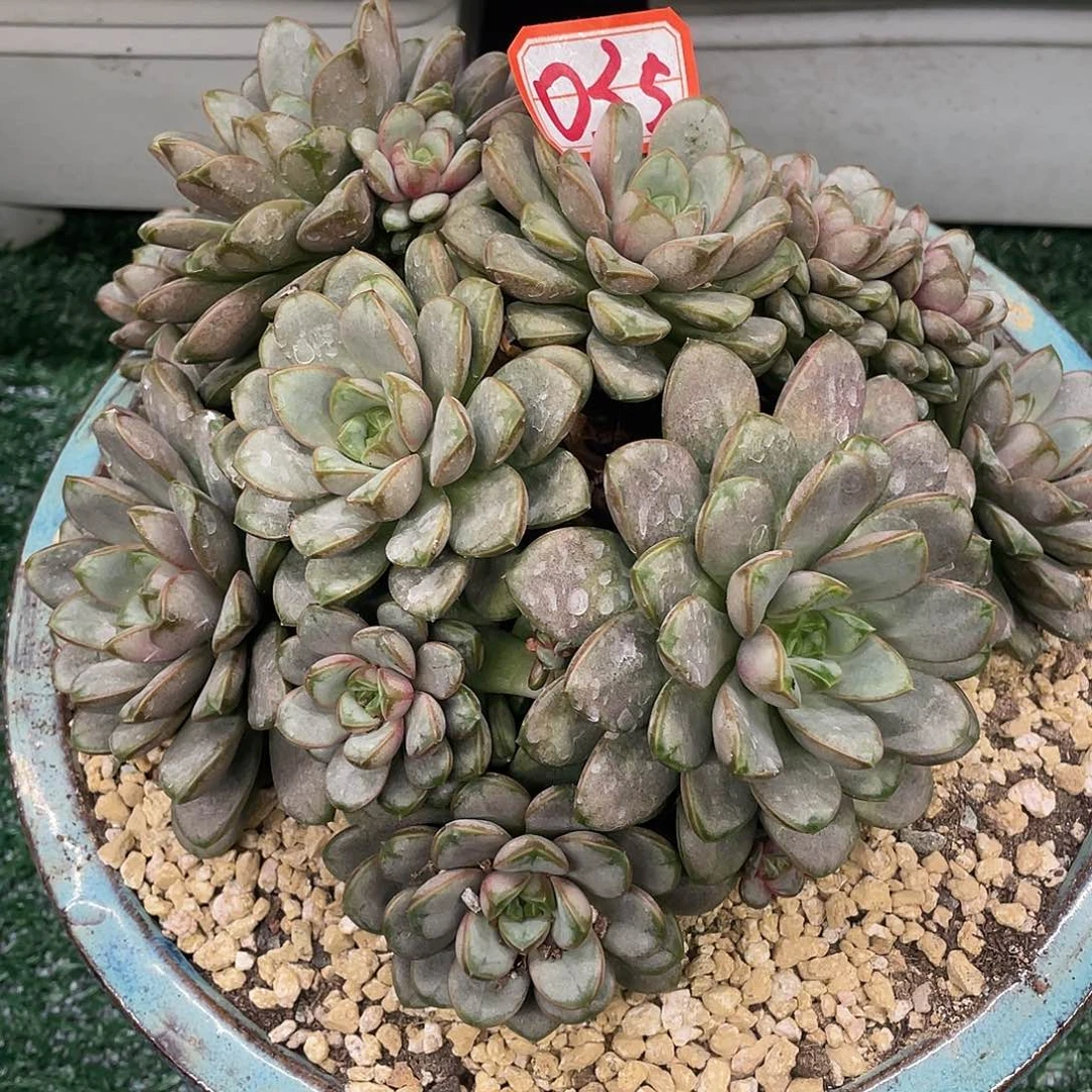 035一物一一拍一拍