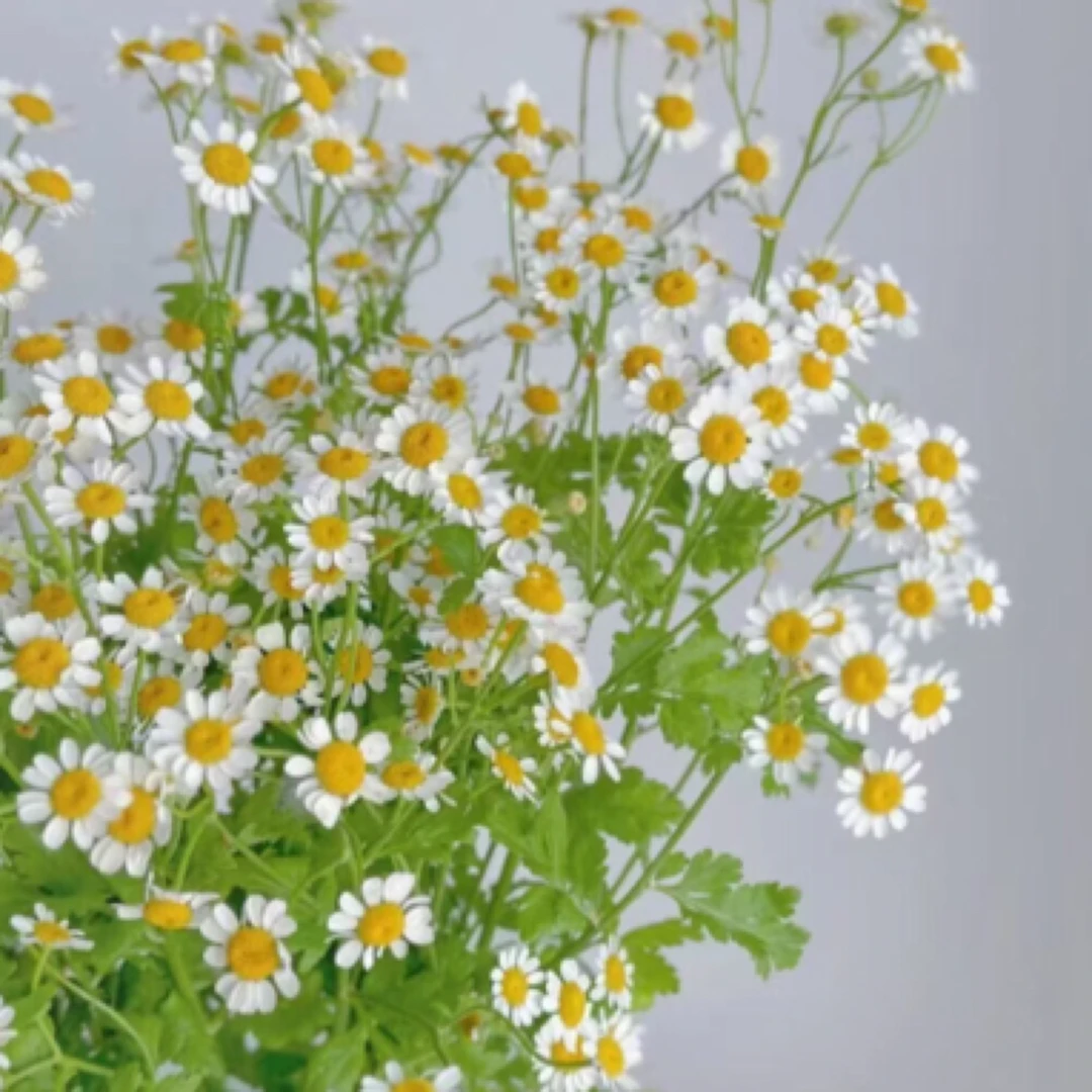 （星季花艺）10支1扎洋甘菊今天拍明天到任意两单包邮