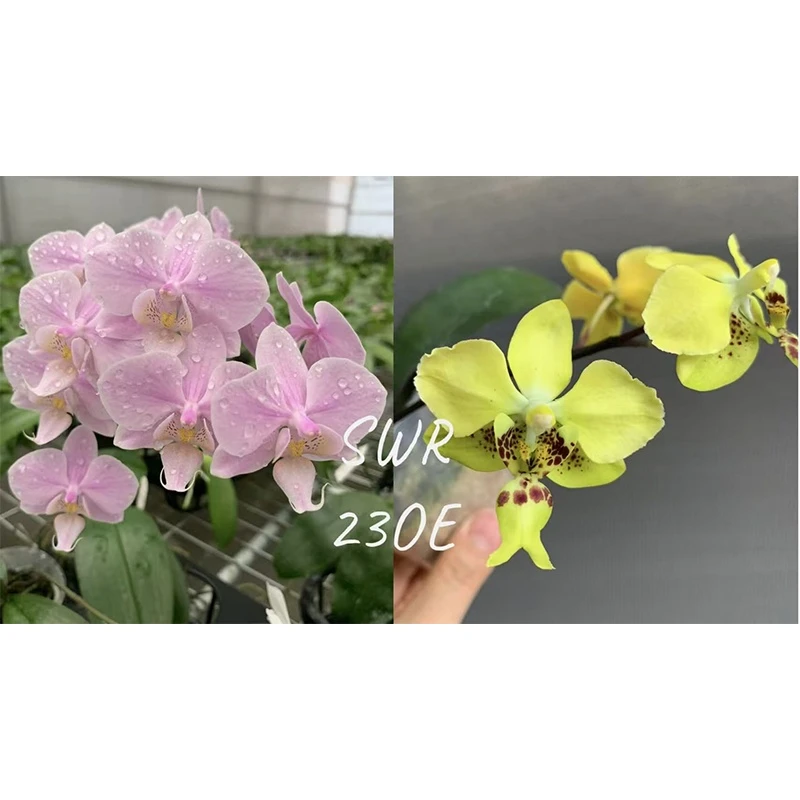 1.7寸 SWR 23OE彩虹阿嬷交黄史-苗【叶瑕少根】珍奇蝴蝶兰