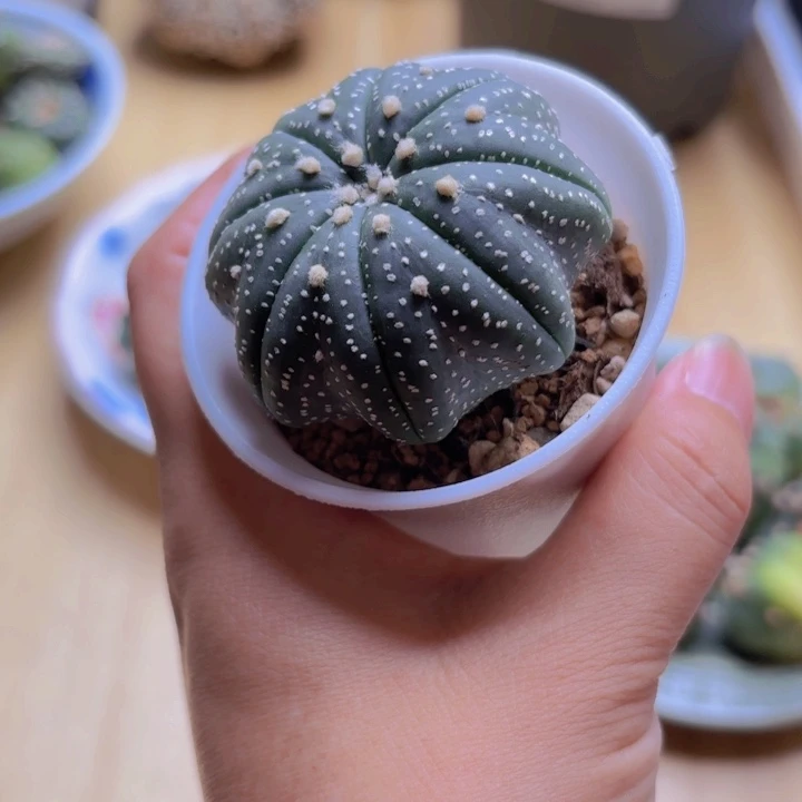 实生奇迹海星奇迹